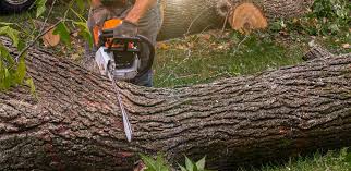 How Our Tree Care Process Works  in Lilburn, GA