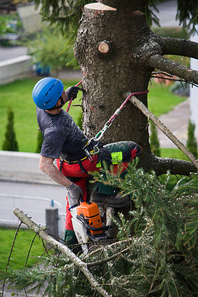 Best Tree Cabling and Bracing  in Lilburn, GA